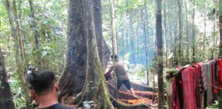 Menepis Bujuk Rayu Cukong Kayu