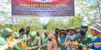 Dandim Manokwari dan Persit KCK Panen Raya Jagung Bersama Petani Prafi