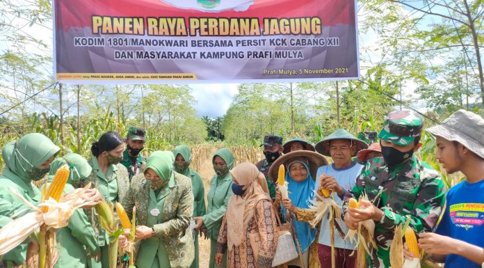 Dandim Manokwari dan Persit KCK Panen Raya Jagung Bersama Petani Prafi