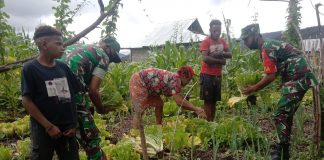 Sukseskan Swasembada Pangan, Babinsa Koramil 1801-05/Anggi Bantu Masyarakat Panen Sayur