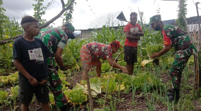 Sukseskan Swasembada Pangan, Babinsa Koramil 1801-05/Anggi Bantu Masyarakat Panen Sayur