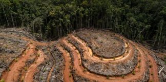 Urgent! Transparansi Data Deforestasi untuk Menekan Laju Kerusakan Hutan