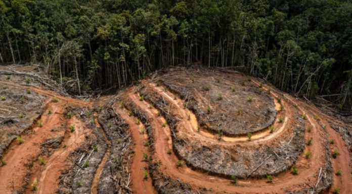 Urgent! Transparansi Data Deforestasi untuk Menekan Laju Kerusakan Hutan