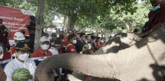 Menteri Keuangan RI Apresiasi Konservasi Gajah Binaan Pertamina Hulu Rokan