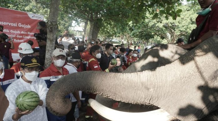 Menteri Keuangan RI Apresiasi Konservasi Gajah Binaan Pertamina Hulu Rokan