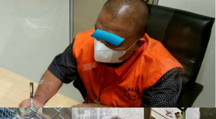 Bupati Langkat Non Aktif Jadi Tersangka Kepemilikan Satwa yang Dilindungi