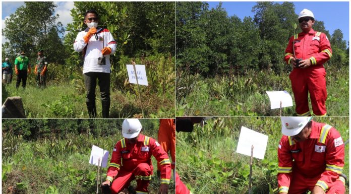 Area Sumur Petrogas di Sorong Ditanami Mangrove
