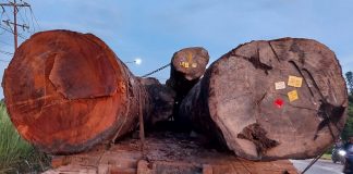 Merbau Papua Merantau ke Penjuru Dunia