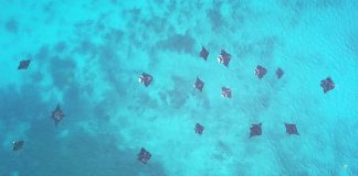 Kepulauan Fam, ‘Kerajaan’ Tersembunyi Ikan Pari Manta di Raja Ampat