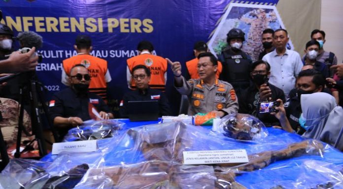 Tiga Orang Jadi Tersangka Penjual Kulit Harimau Sumatera di Bener Meriah Aceh