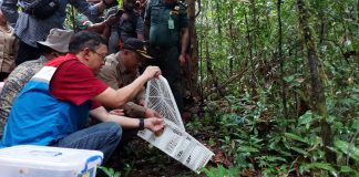 Puluhan Reptil Hasil Sitaan Dilepasliarkan di TWA Sorong