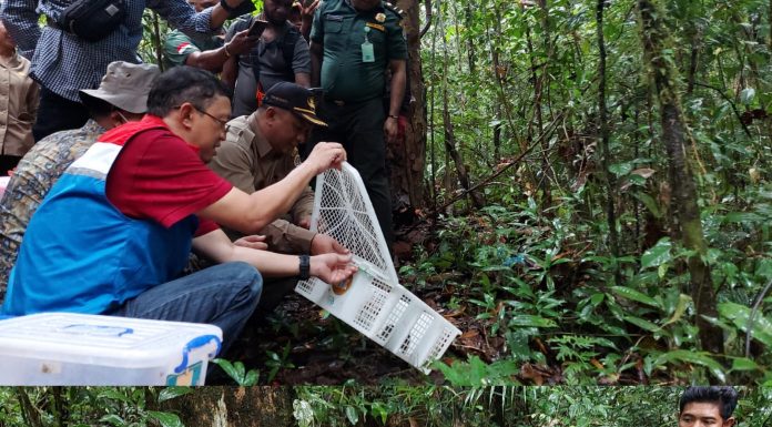 Puluhan Reptil Hasil Sitaan Dilepasliarkan di TWA Sorong