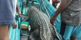 Usai Pasang Jaring Ikan, Tukang Ojek Irarutu Dimakan Buaya Muara