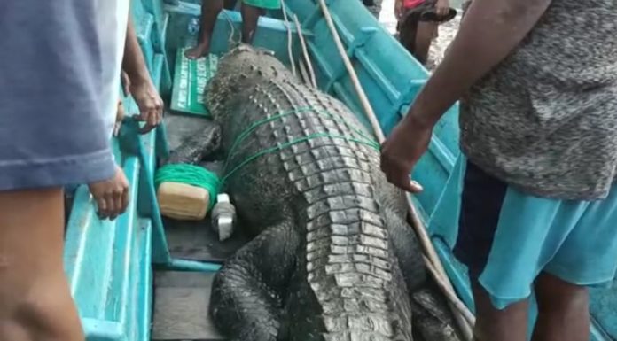 Usai Pasang Jaring Ikan, Tukang Ojek Irarutu Dimakan Buaya Muara
