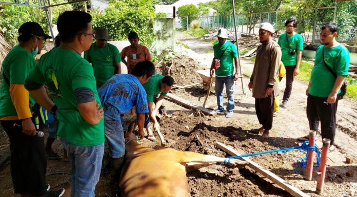 Pekerja Pertamina EP Papua Field Patungan Beli Sapi Kurban, Dibagi ke Warga Kokoda