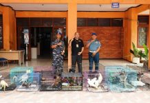 Danpom Koarmada II Serahkan Satwa Endemik Papua ke BBKSDA Jatim