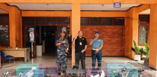 Danpom Koarmada II Serahkan Satwa Endemik Papua ke BBKSDA Jatim