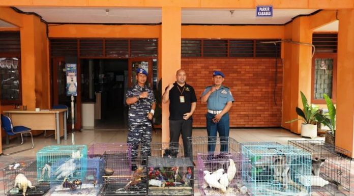 Danpom Koarmada II Serahkan Satwa Endemik Papua ke BBKSDA Jatim