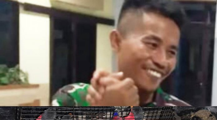Gunakan Kapal Pelni, Oknum TNI AD Diduga Selundupkan Satwa Endemik Papua
