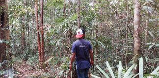 Was-was Ancaman Sawit di Supermarket Alam Hutan Konda