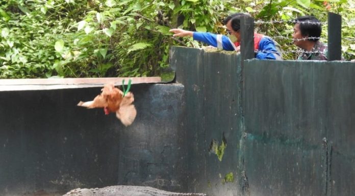Pertamina EP Papua Field-BBKSDA Papua Barat Komitmen Lestarikan Buaya Endemik
