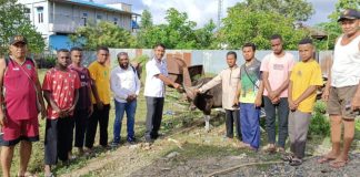 Ketua IKAL Jatim Teluk Bintuni Serahkan Sapi Kurban dari Paulus Waterpauw