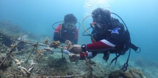 SKK Migas-Pertamina EP Papua Field Konservasi 906 m2 Terumbu Karang di Pulau Soop