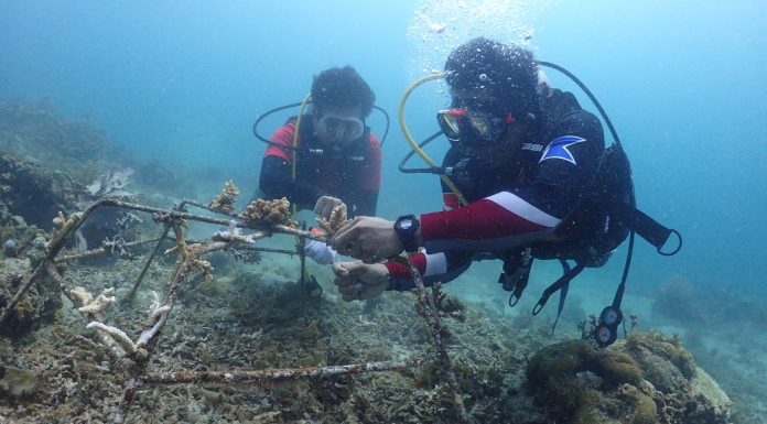 SKK Migas-Pertamina EP Papua Field Konservasi 906 m2 Terumbu Karang di Pulau Soop