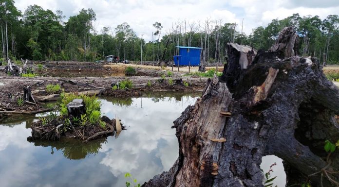 Janjikan Alih Fungsi Cagar Alam Mangrove, Oknum Pegawai BKSDA Bintuni Minta Upeti 70 Juta