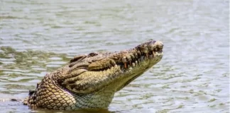 Menjala Udang untuk Keluarga, Warga Trans SP 3 Teluk Bintuni Diterkam Buaya