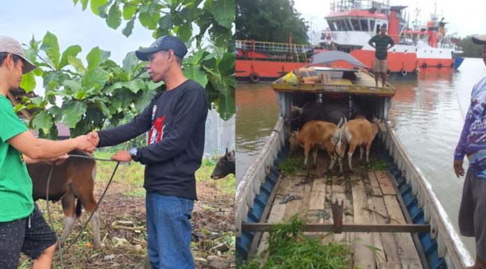 Rayakan Idul Adha, Keluarga DAMAI Bagikan 28 Hewan Kurban Hingga ke Pesisir Teluk Bintuni