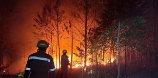 Kobaran Api Melahap Lahan Seluas Delapan Hektare di Kabupaten Bintan
