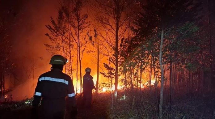 Kobaran Api Melahap Lahan Seluas Delapan Hektare di Kabupaten Bintan