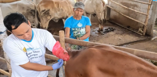 Indonesia Bantu Negara Afrika Tingkatkan Mutu Peternakan Lewat Inseminasi Buatan