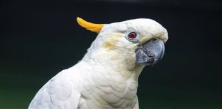 Pelepasliaran Burung Cenderawasih Kembali Menari di Langit Sorong