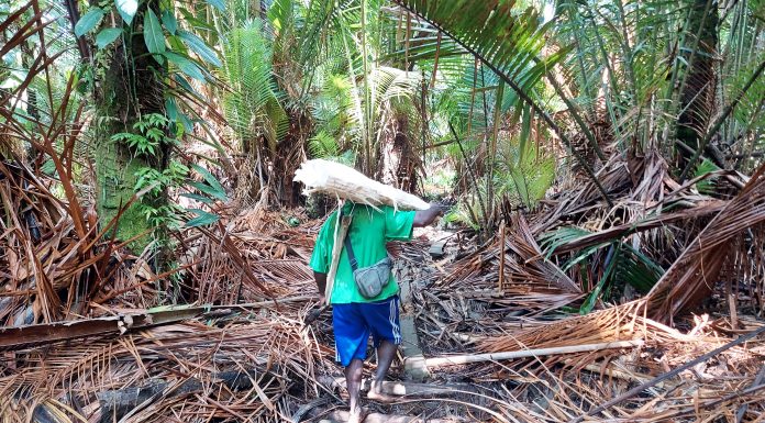 Melipat Waktu Perburuan Sagu ala Pertamina Kilang RU VII