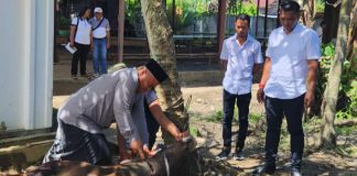 Momen Idul Adha, Bupati Yohanis Manibuy Sembelih Dua Ekor Sapi di Kediaman Pribadi