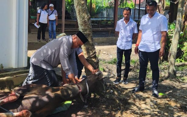 Momen Idul Adha, Bupati Yohanis Manibuy Sembelih Dua Ekor Sapi di Kediaman Pribadi