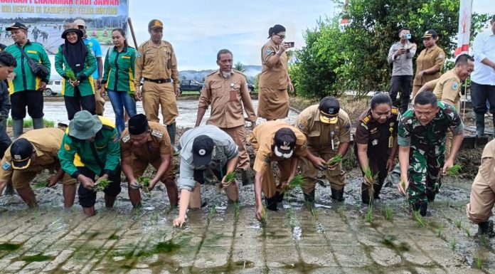 Wabup JL Canangkan Program Ketahanan Pangan, Produksi Padi Teluk Bintuni Terhambat Saluran Irigasi
