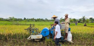 Membutuhkan 16 Ton Beras Per Bulan, Dapur MBG Teluk Bintuni Menyerap Produksi Petani Lokal