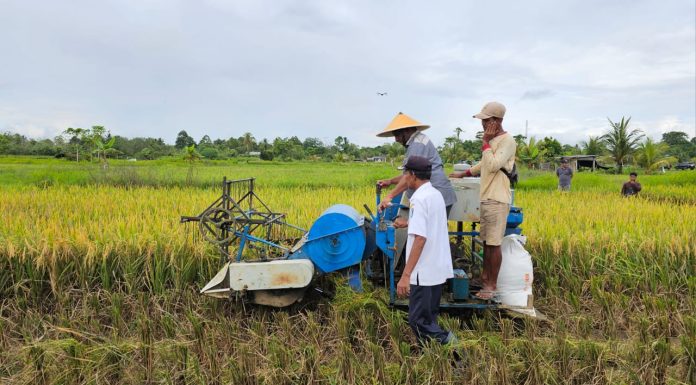 Membutuhkan 16 Ton Beras Per Bulan, Dapur MBG Teluk Bintuni Menyerap Produksi Petani Lokal