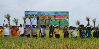 Program 100 Hari Kerja Bupati Teluk Bintuni, 100 Hektare Padi Sawah Mulai Panen