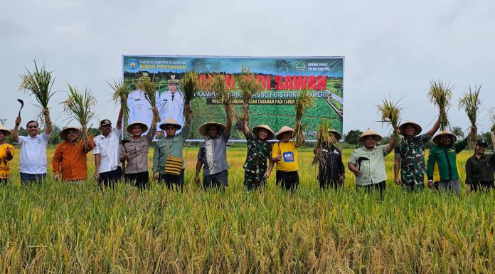 Program 100 Hari Kerja Bupati Teluk Bintuni, 100 Hektare Padi Sawah Mulai Panen