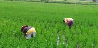 Menko Zulhas Sebut Penurunan Harga Pupuk Subsidi 20 Persen Sebagai Langkah Bersejarah