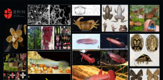 BRIN Identifikasi 51 Spesies Baru Sepanjang 2025, Perkuat Basis Data Biodiversitas Indonesia