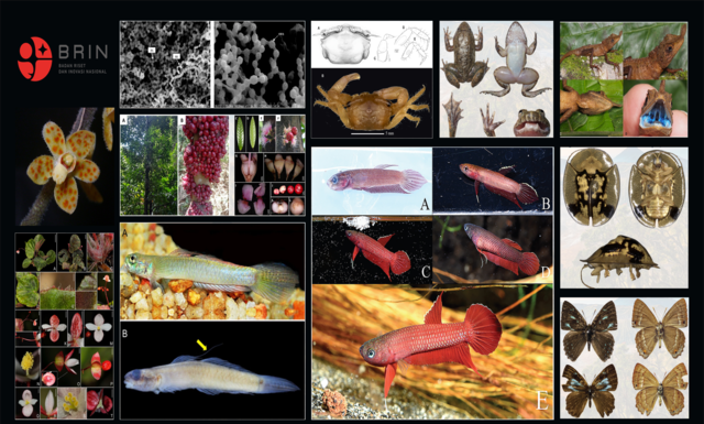 BRIN Identifikasi 51 Spesies Baru Sepanjang 2025, Perkuat Basis Data Biodiversitas Indonesia