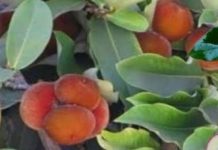 Peneliti BRIN Ungkap Perbedaan Mencolok Bisbul Filipina vs Papua