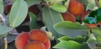 Peneliti BRIN Ungkap Perbedaan Mencolok Bisbul Filipina vs Papua