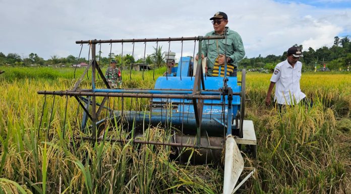Masuk Program Strategis Nasional, Di Teluk Bintuni akan Dibuka 875,2 Hektare Lahan Sawah Baru