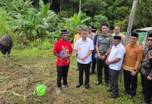 Rayakan Idul Adha 1447 H, Pemda Teluk Bintuni Bagikan 65 Sapi di 16 Distrik